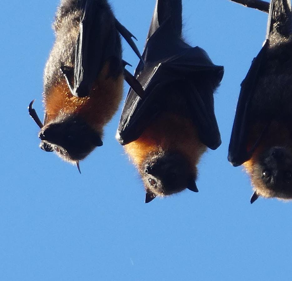 Flying-foxes in Maclean