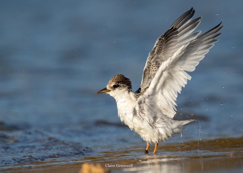 Fairy Tern chick - Image by Claire Greenwell.JPG