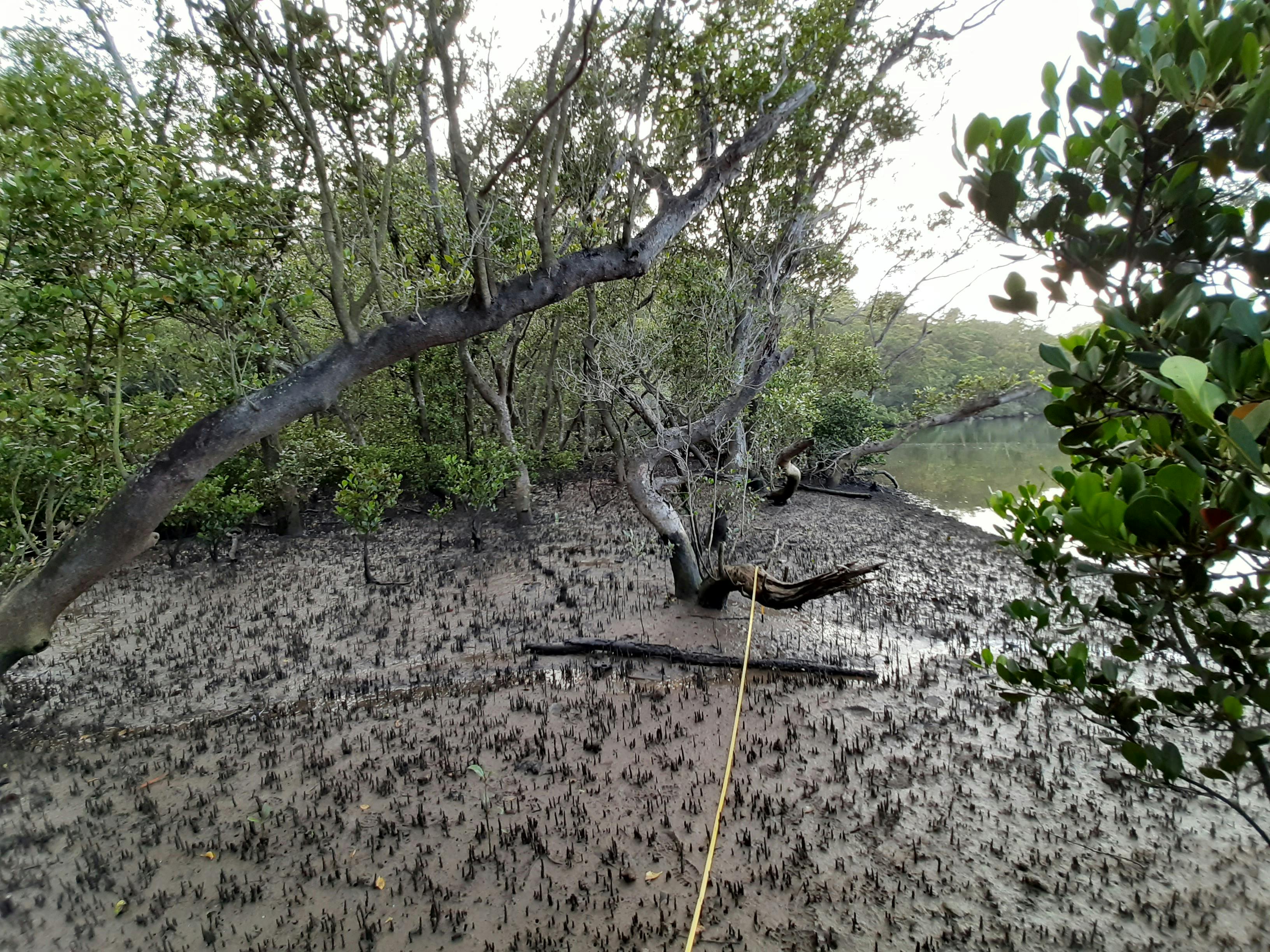 Vegetation survey transect (mangroves) Evatt Park