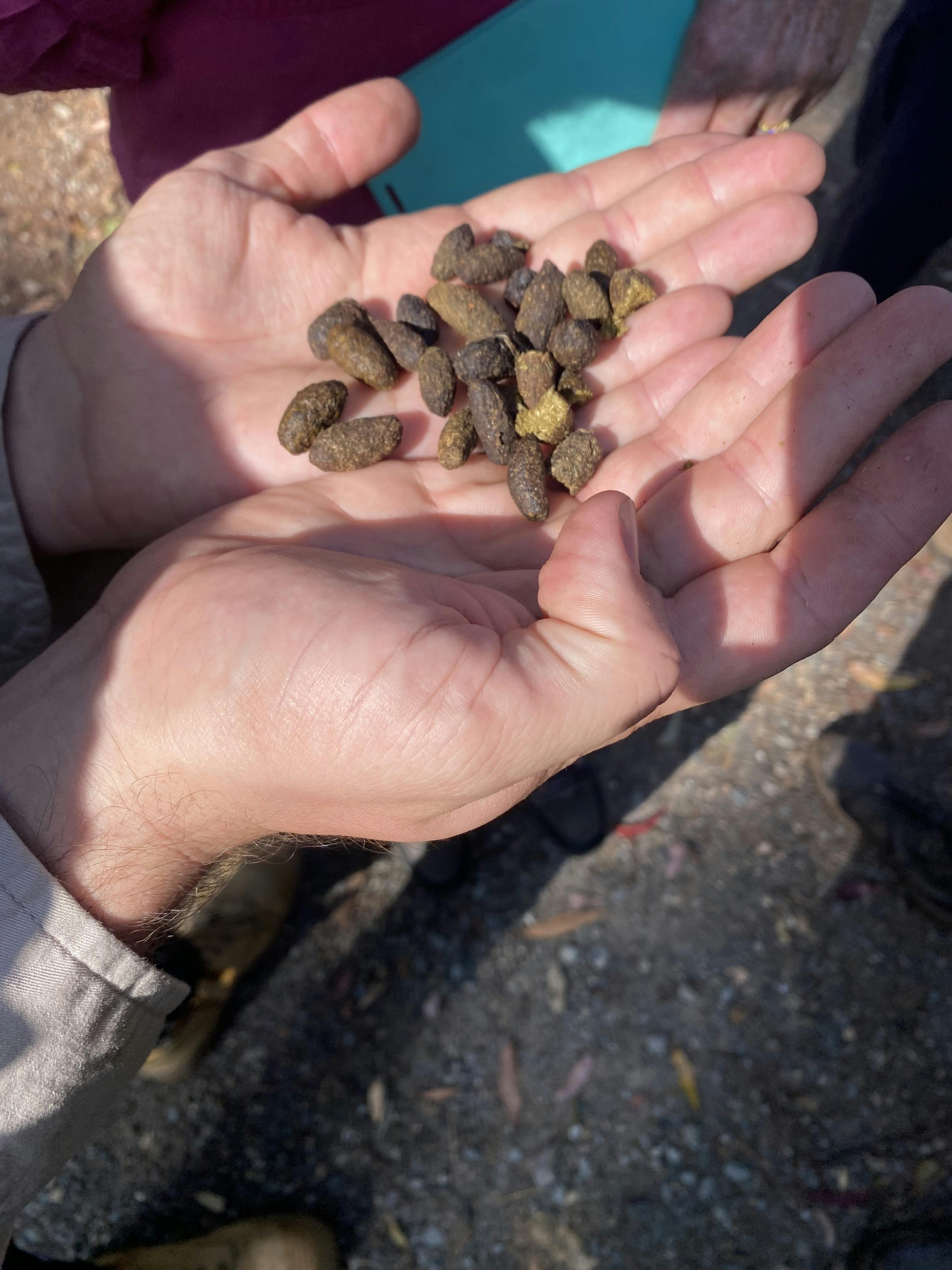 Koala scats??