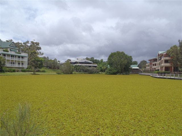 Lake Orpheus before Salvinia was mechanically removed