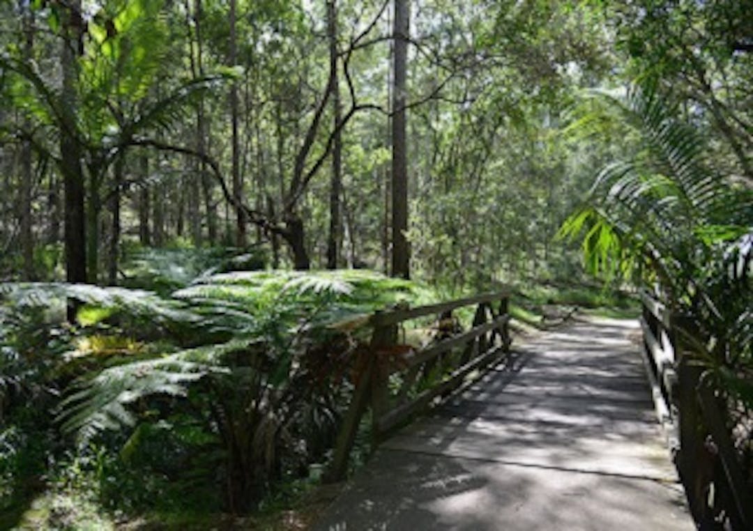 Pathway through Cornubia Forest Park