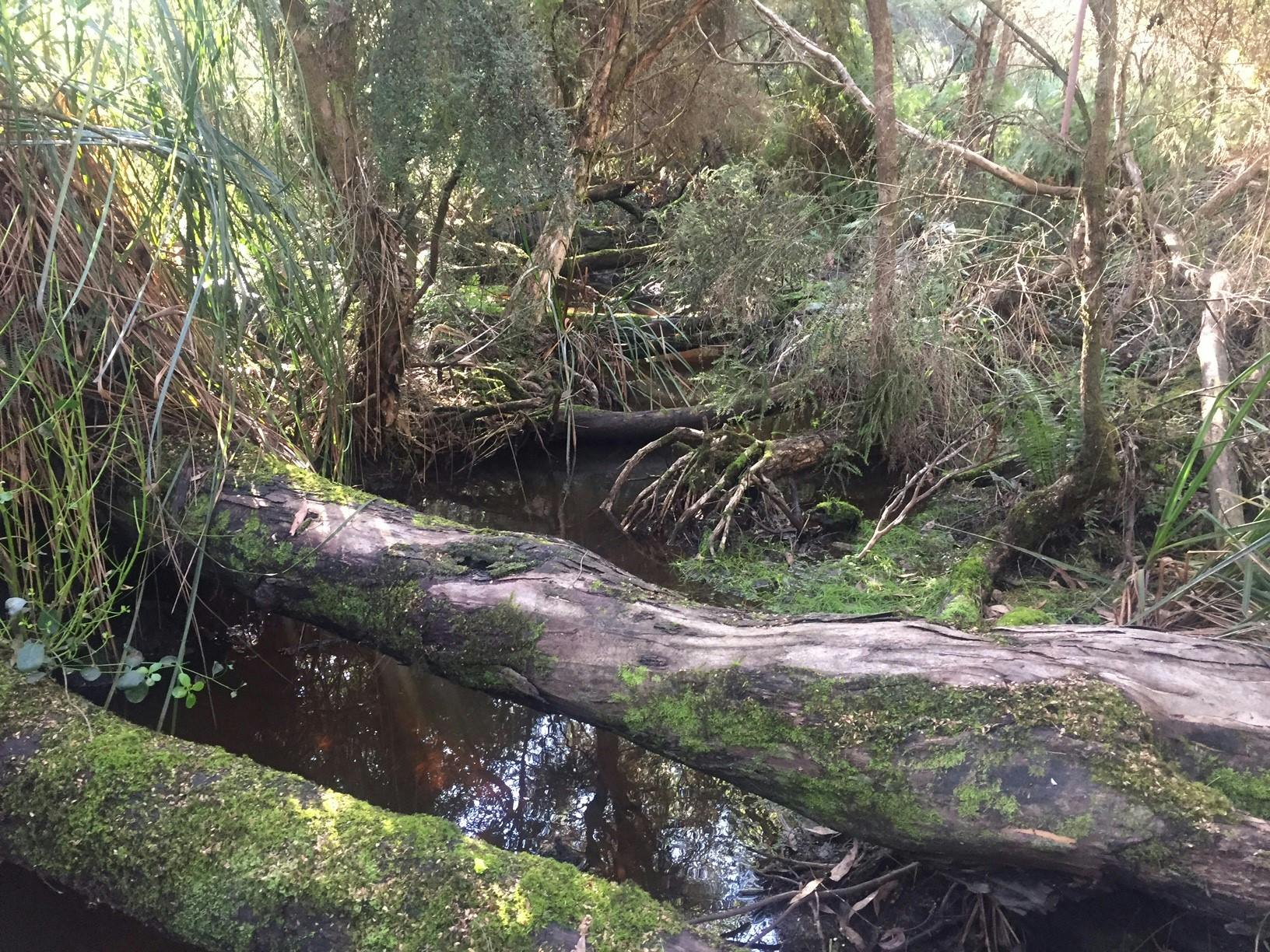 Boundary Creek