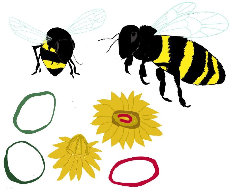 Bees with Strawflowers
