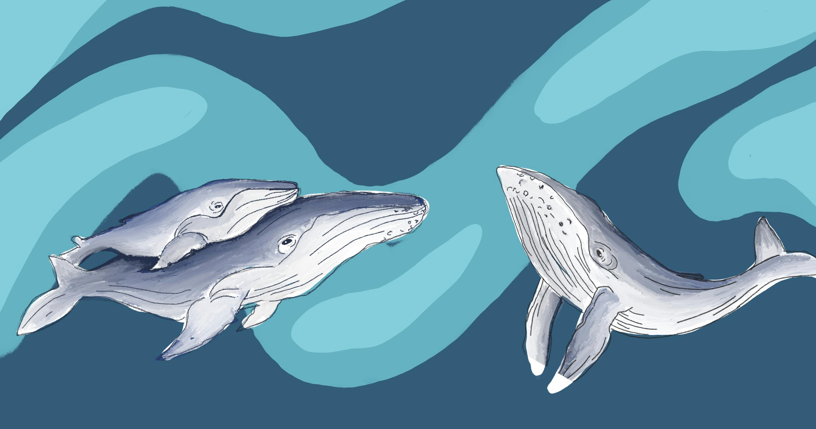 Concept design 2: Whales - up close