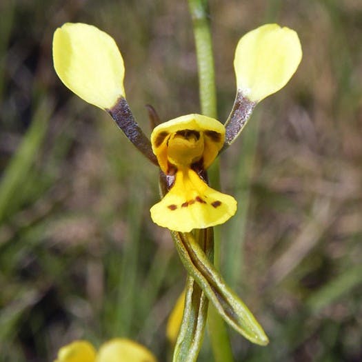Willawarrin doubletail (Lachlan Copeland)