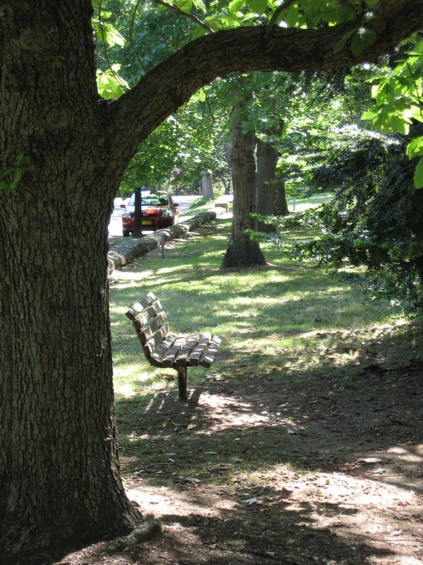 Corridor of Oaks at Faulconbridge
