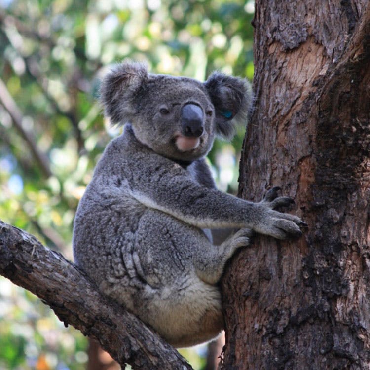 Koala sitting in a tree