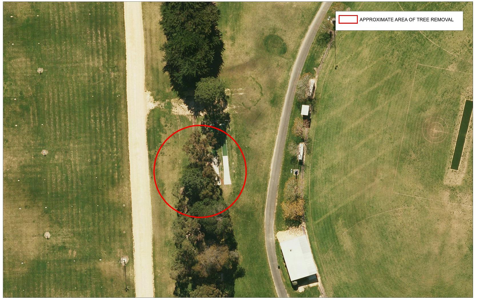 Aerial view of pine trees