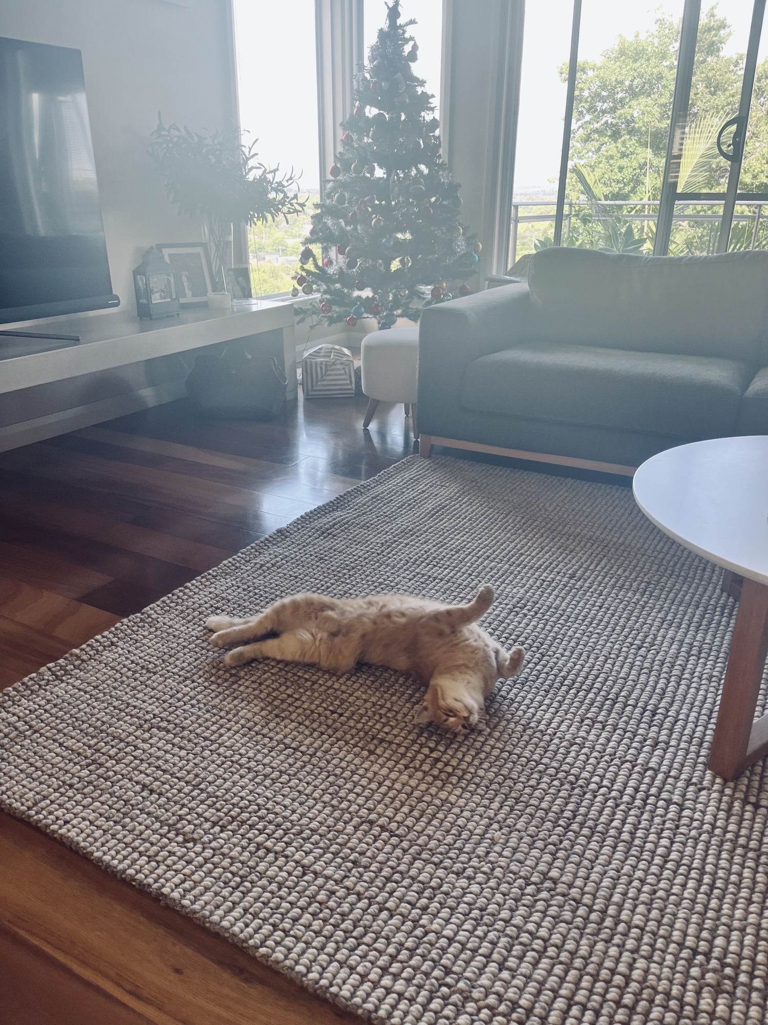 Patrick rolling around at Christmas Time