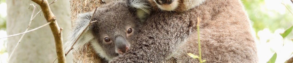 Koala Conservation Marama Hopkins cropped