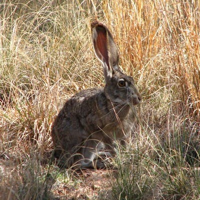 Feral rabbit
