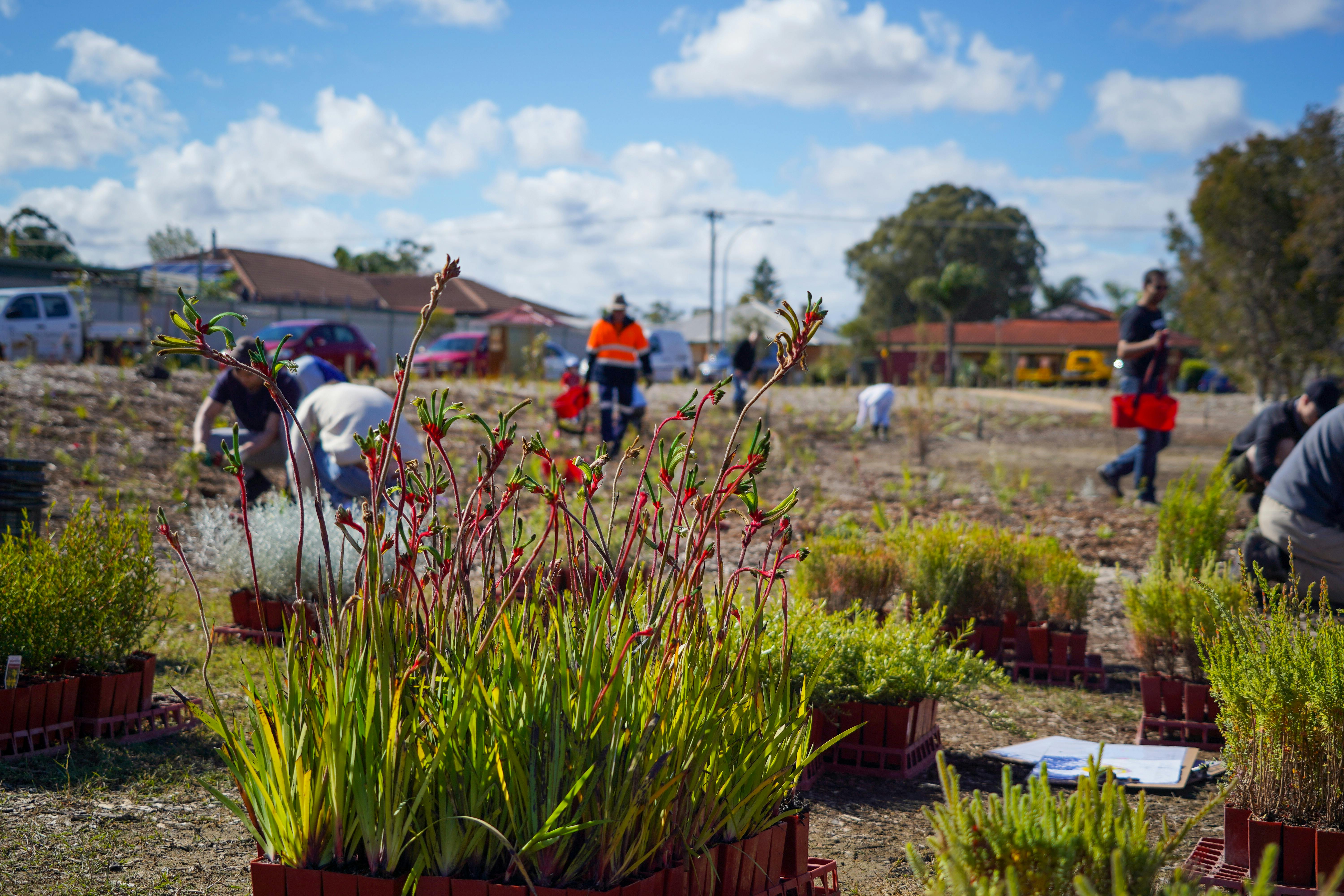 Groundlark Park Planting - Jesse Collins 01.jpg