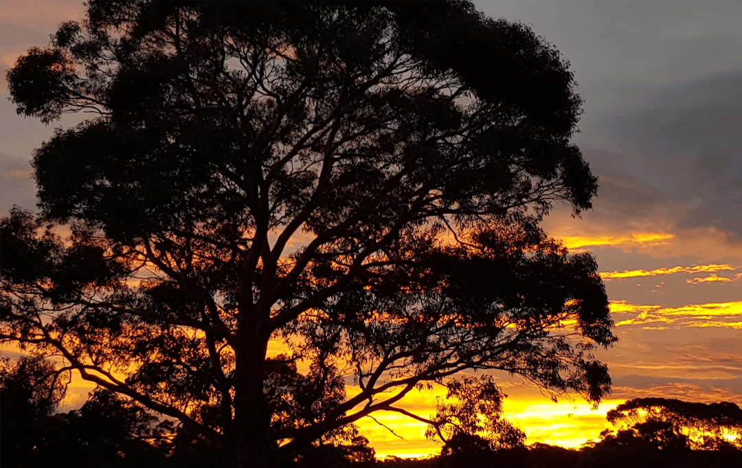 Sunset photo of a Scribbly Gum tree