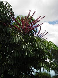 Qld Umbrella Tree (Schefflera Actinophylla)