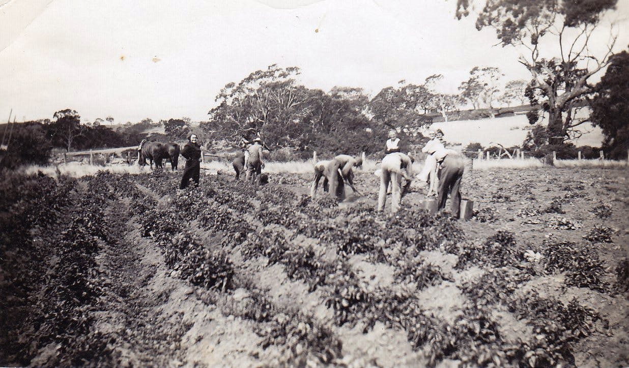 Digging Potatoes- 1937