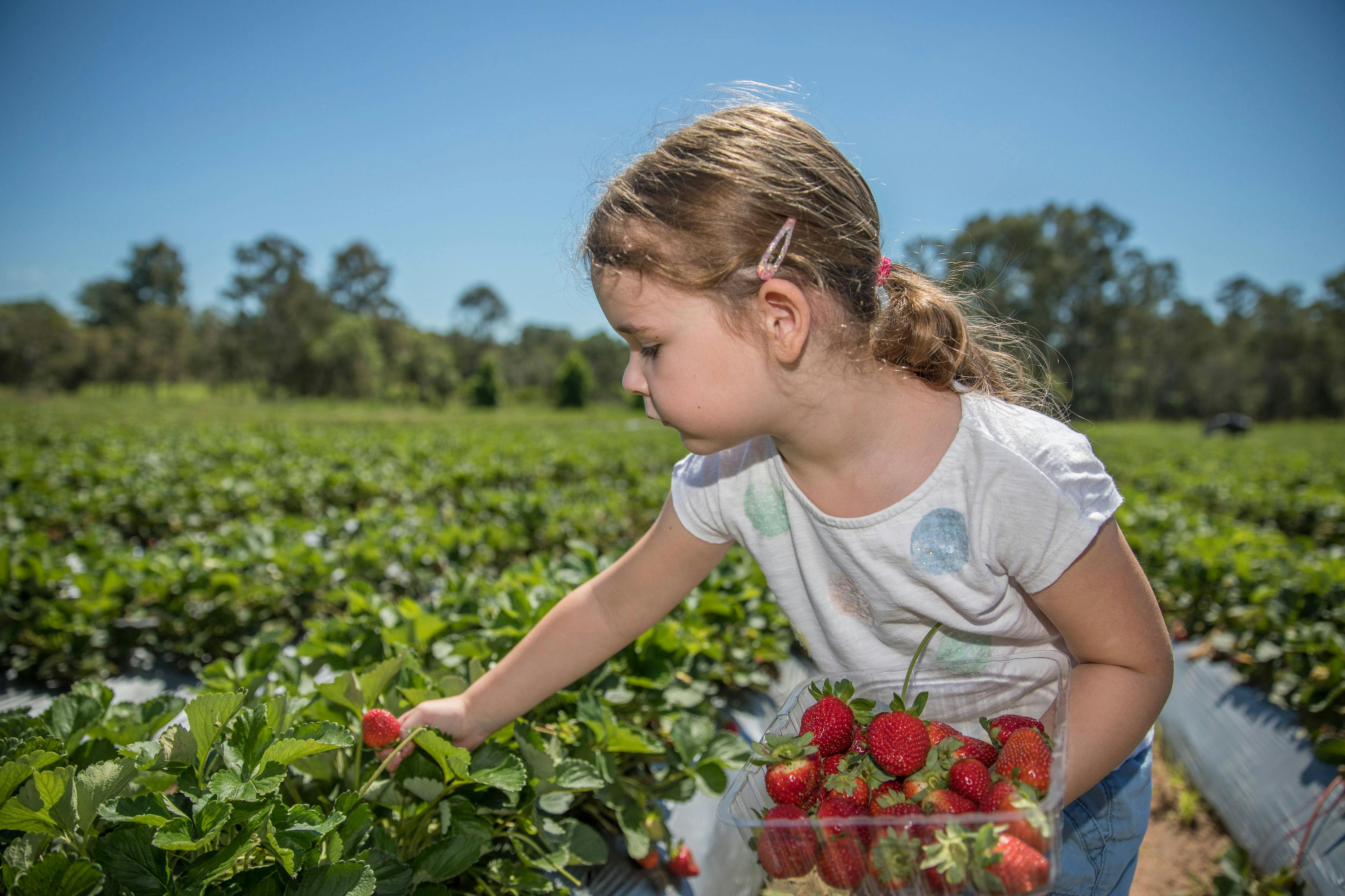 Girl picking strawberry at Chambers Flat Strawberry Farm 