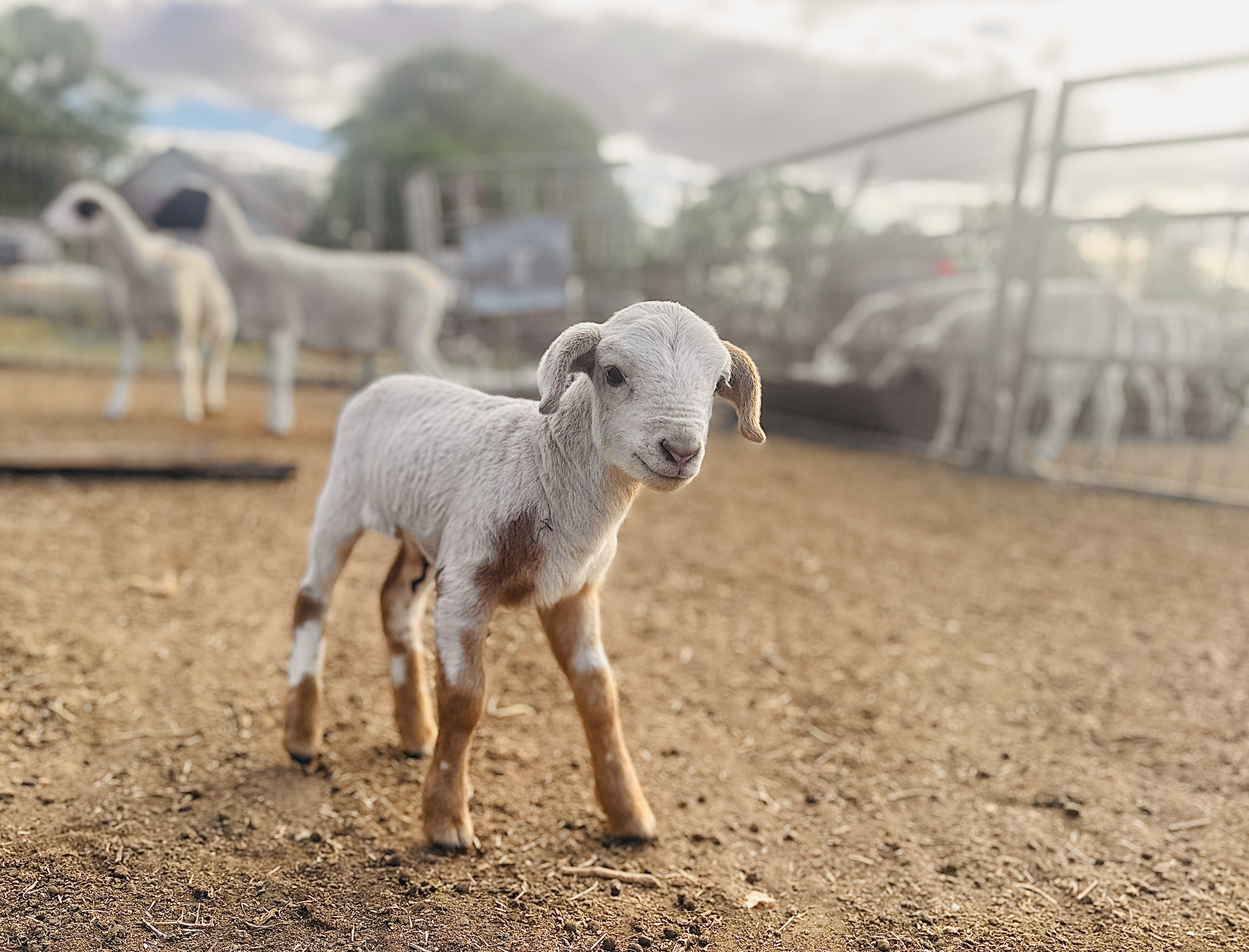 Ava Leitch - Fresh on The Farm 