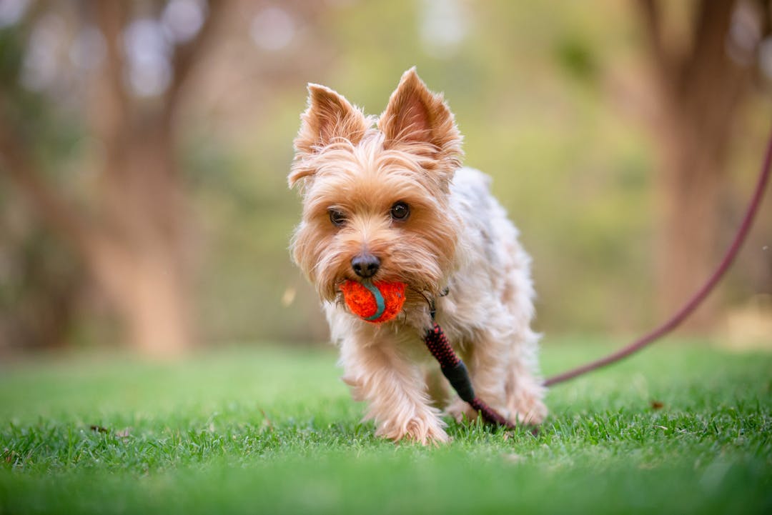 Playful dog with ball