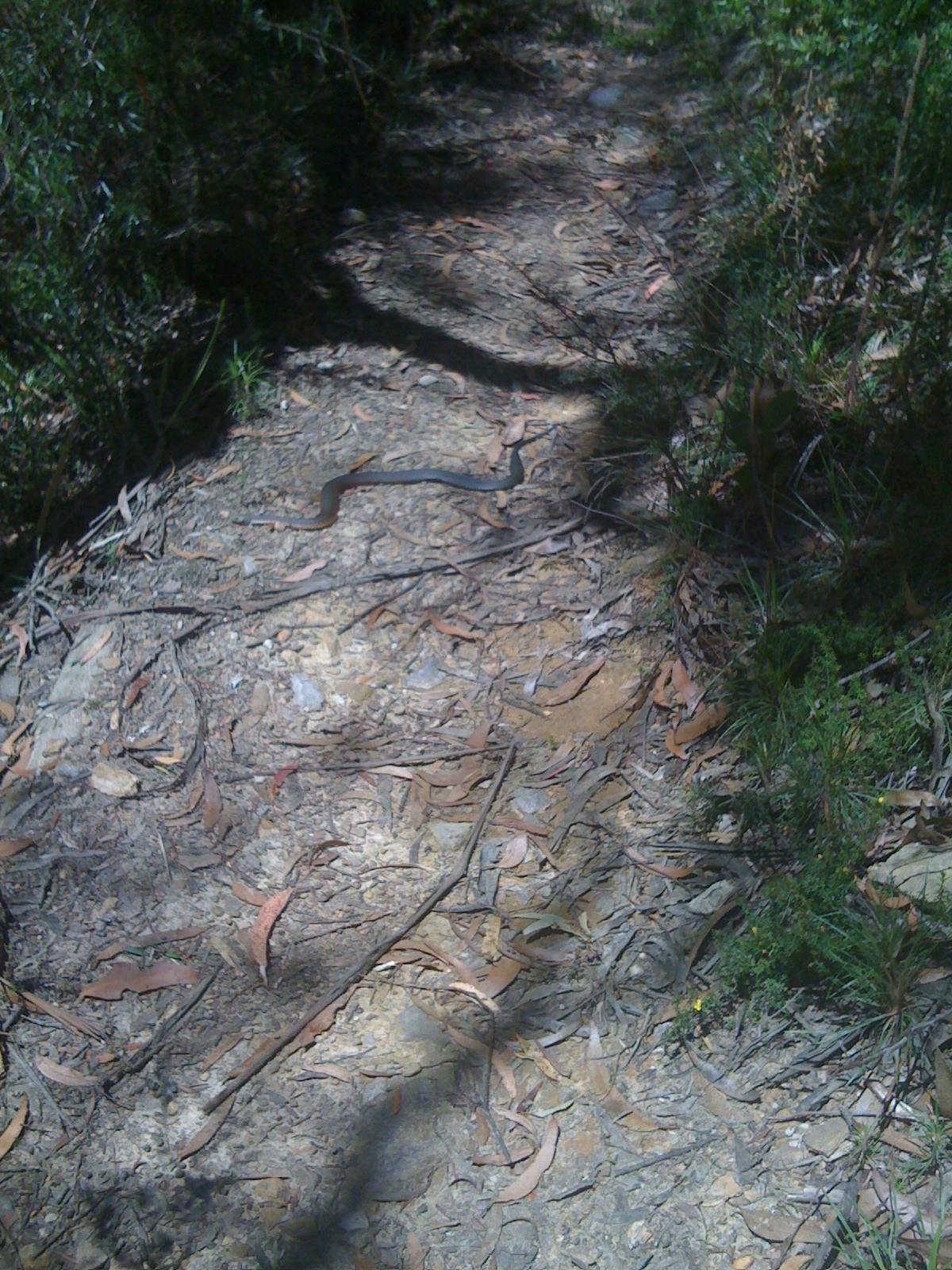 Highland copperhead (Austrelaps ramsayi)