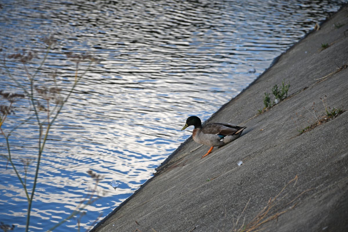 New-Town-Rivulet-Outlet-Duck-struggles-down-concrete-embankment-2023-April-DSC_4228.jpg