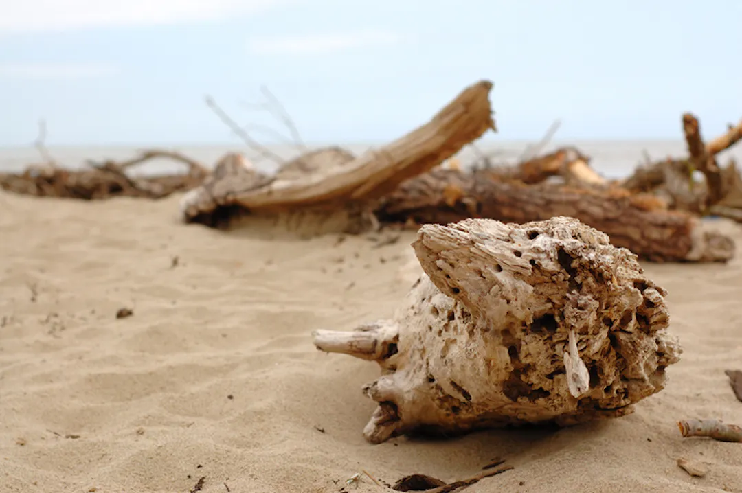 Driftwood on beach
