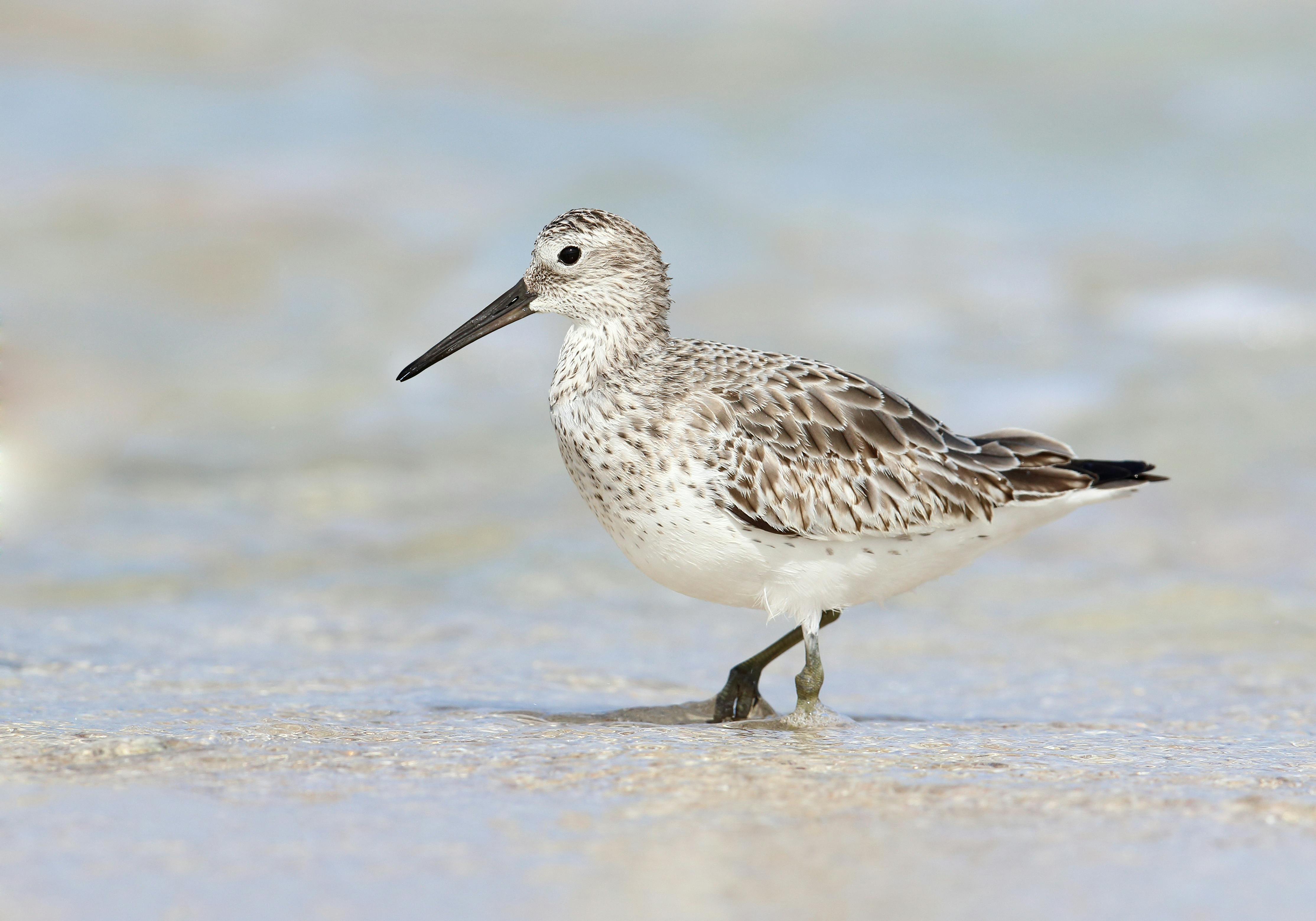 Great Knot Broome