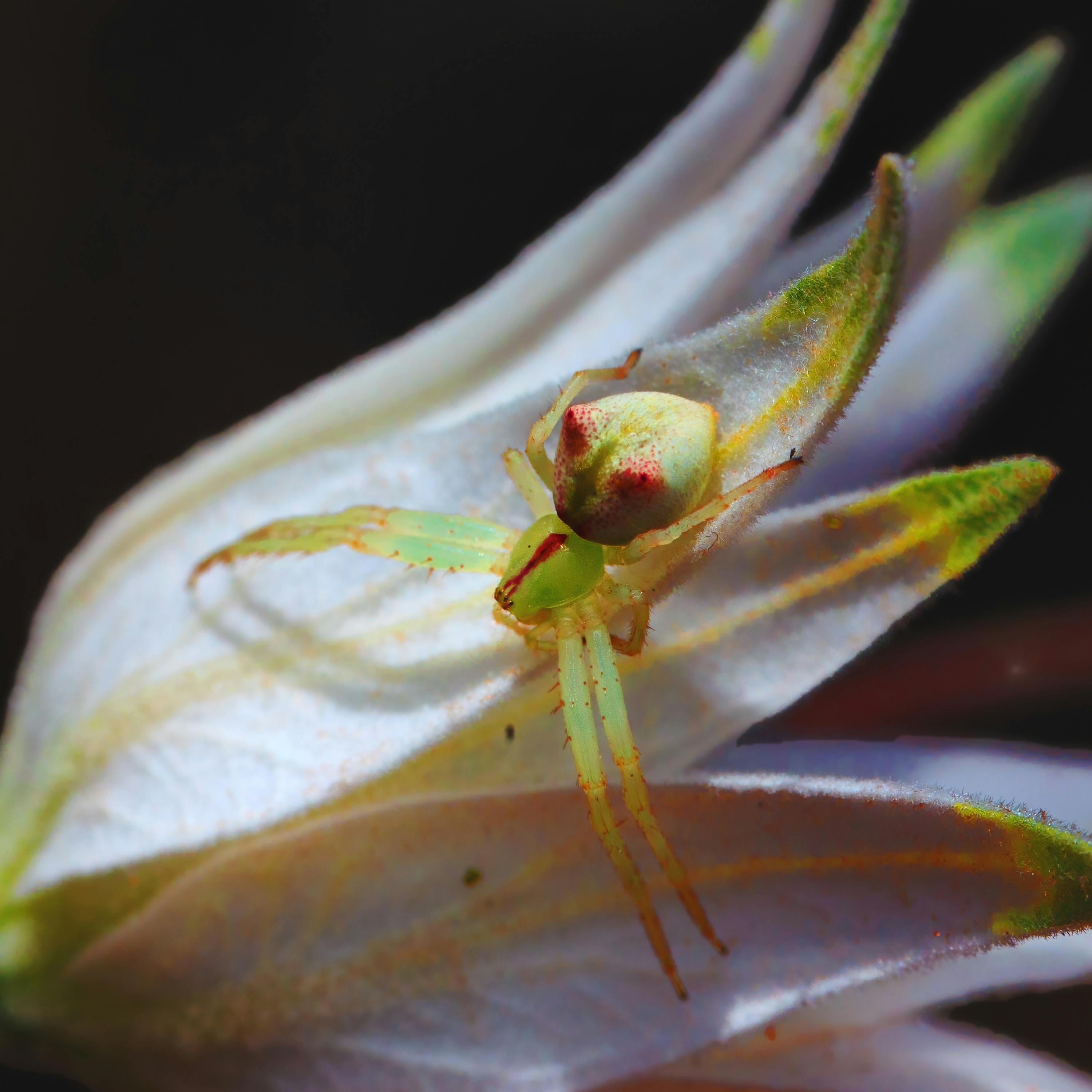 Grahame Wilson - Macro CC-BY