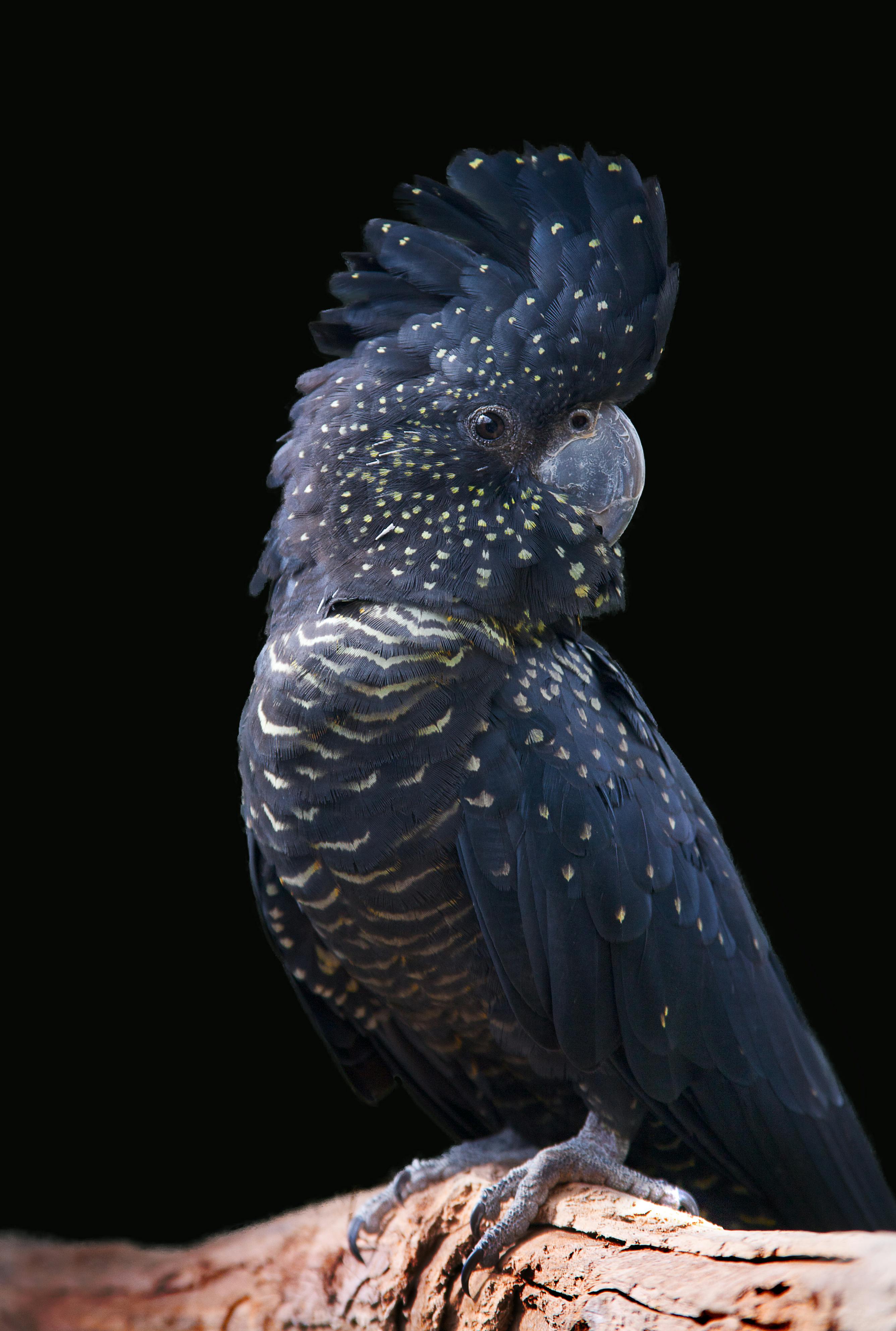 black-cockatoo-portrait-2021-08-26-16-38-29-utc.jpg