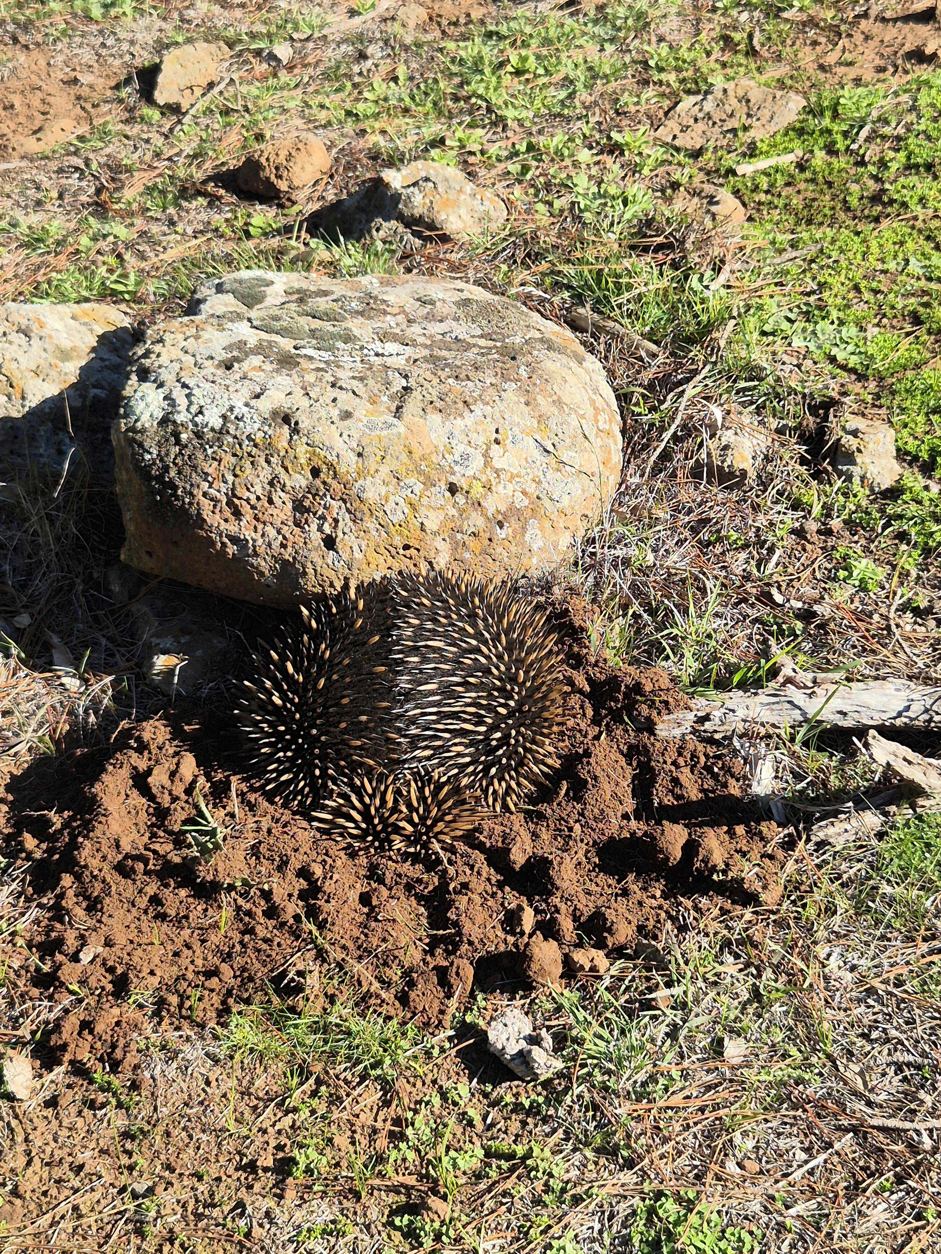 Merri Creek - Echidna.jpg
