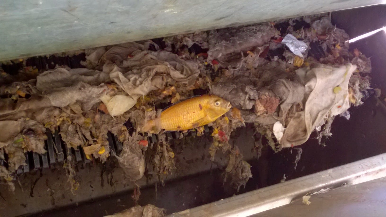 The interesting things we find at our Wastewater Treatment Plants.