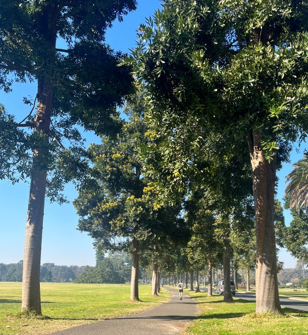 Image of Kauri Pines.png