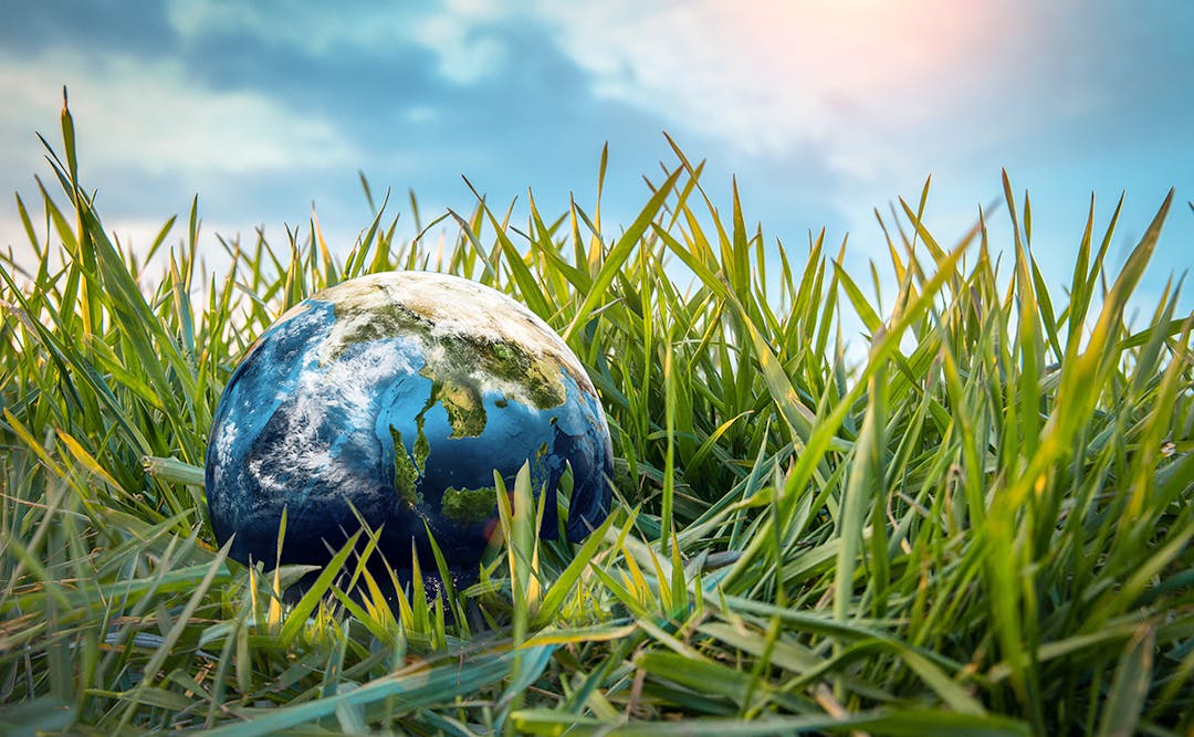 This is a colour photo of Earth nestled in green grass