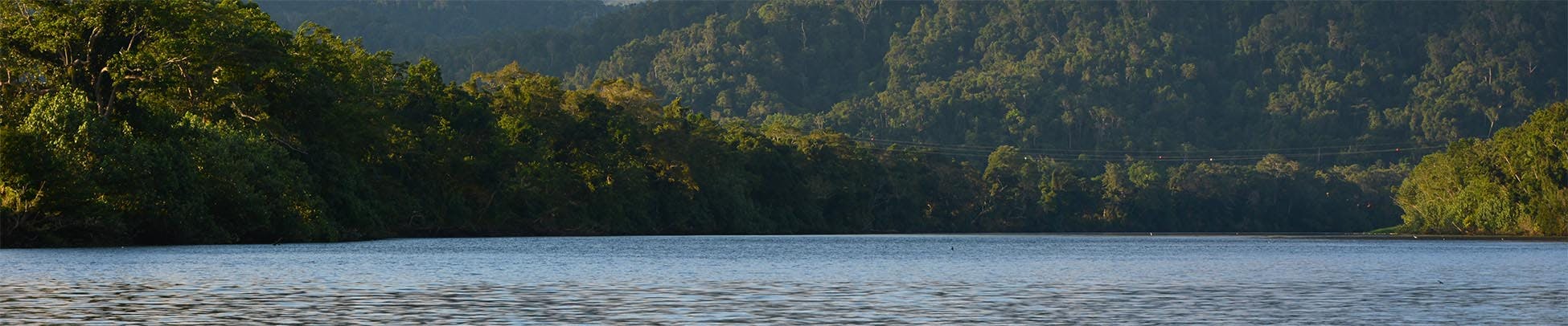 Crocodile in water