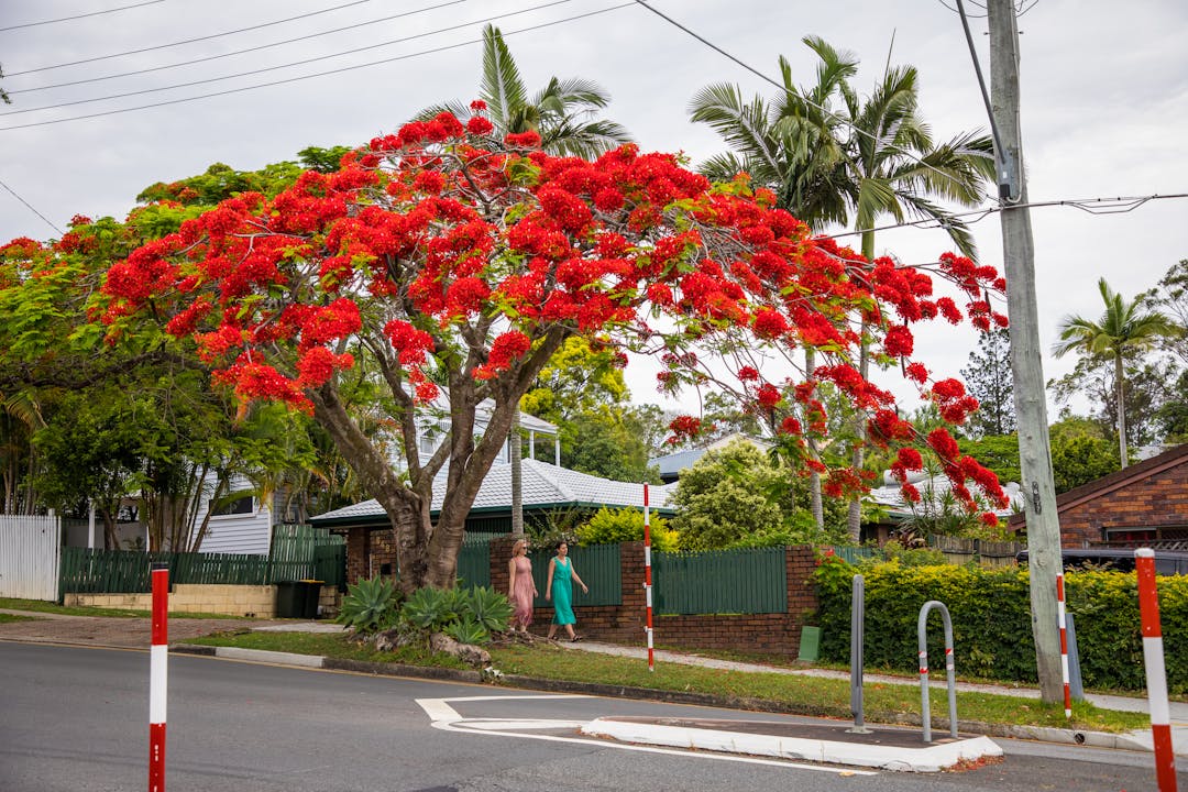 two people walking down a street under a large tree with red flowers