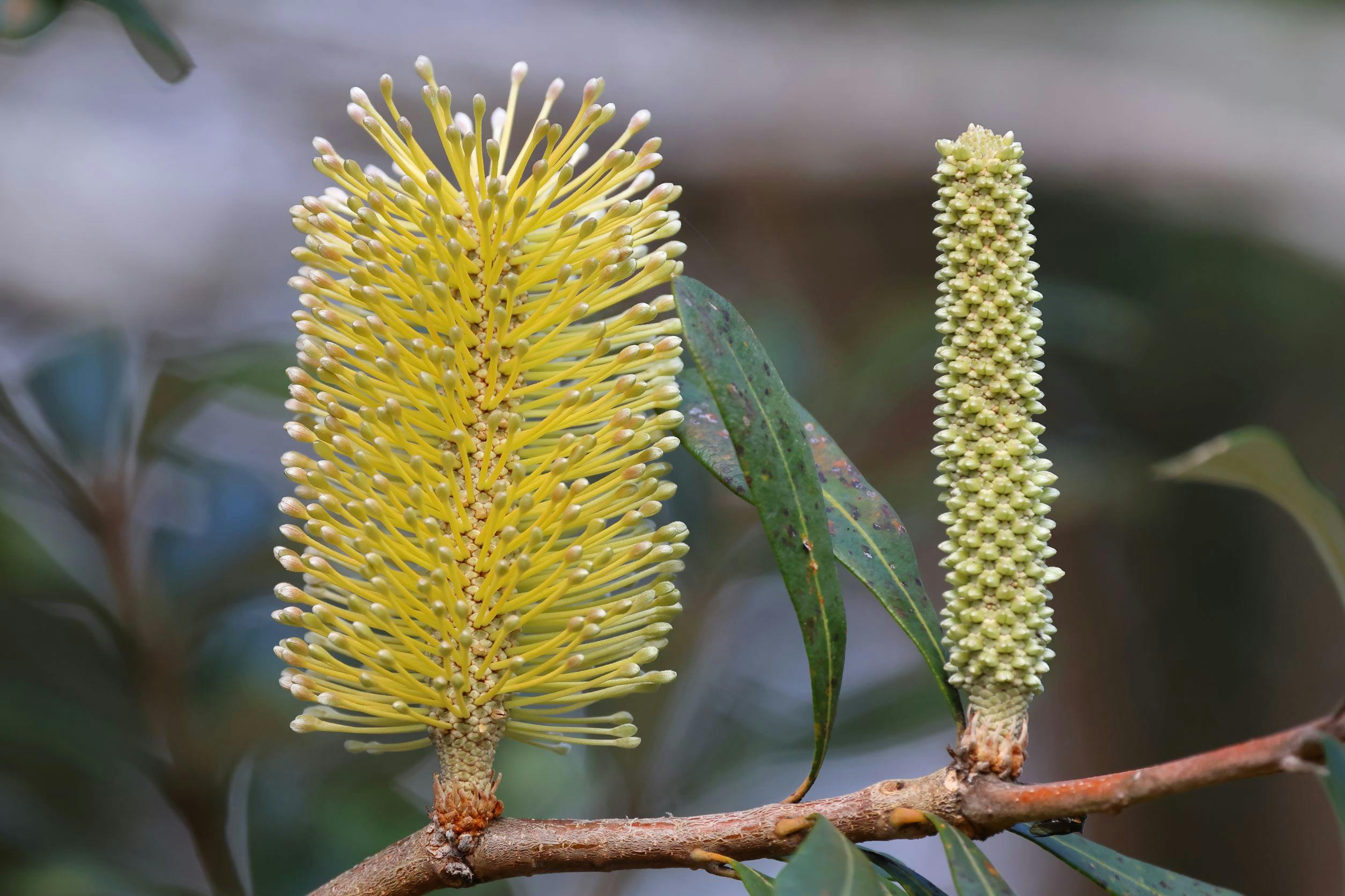 Yellow coast banksia flower with green leaves. 