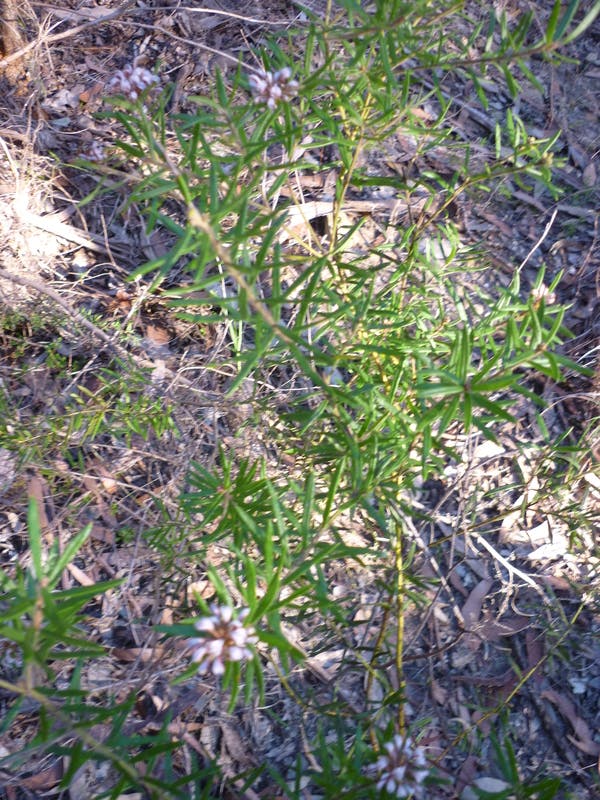 Grevillea buxifolia ssp. phylicoides, locally significant Grevillea - Batman Reserve bushland