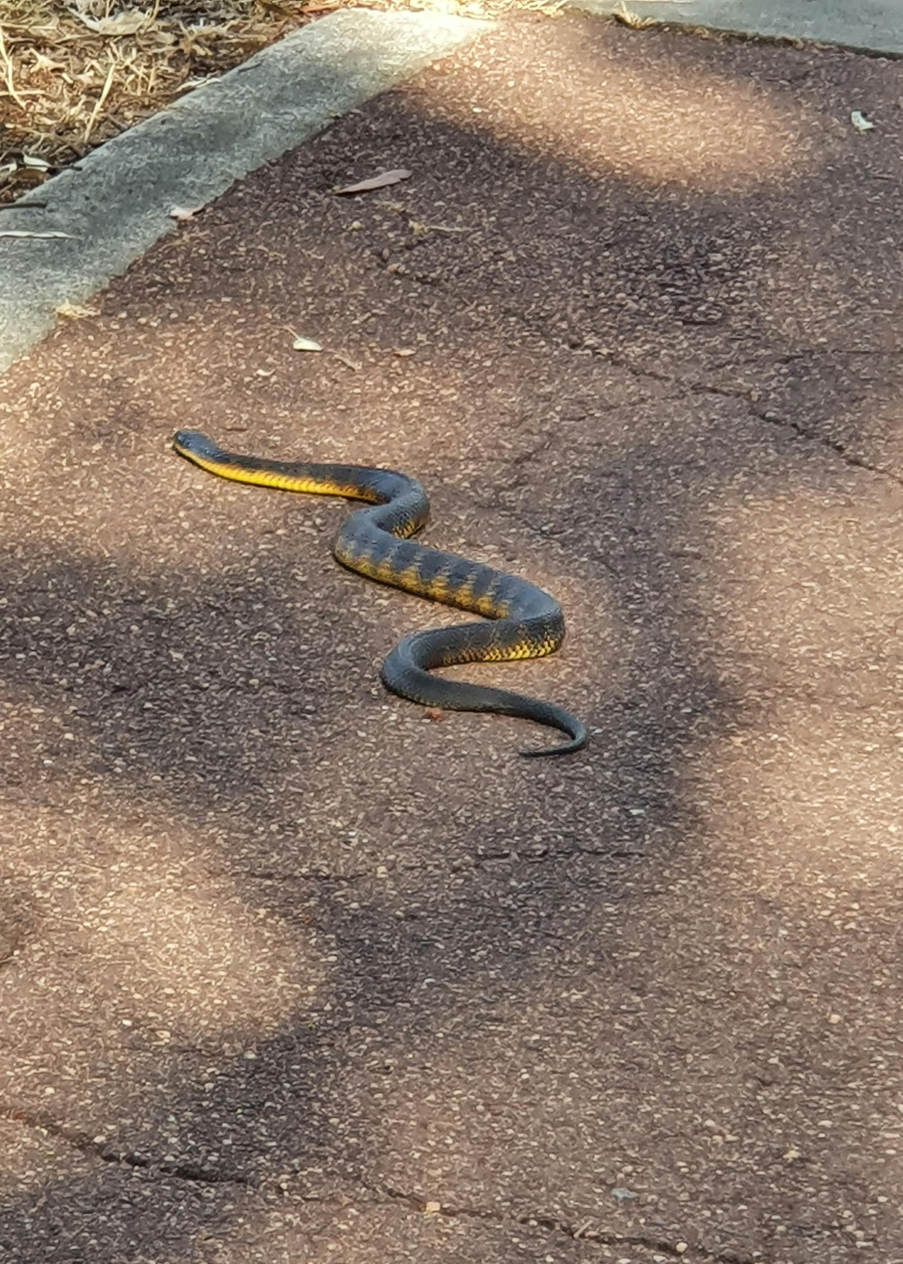 Tiger Snake_EVesperman_5x7.jpg