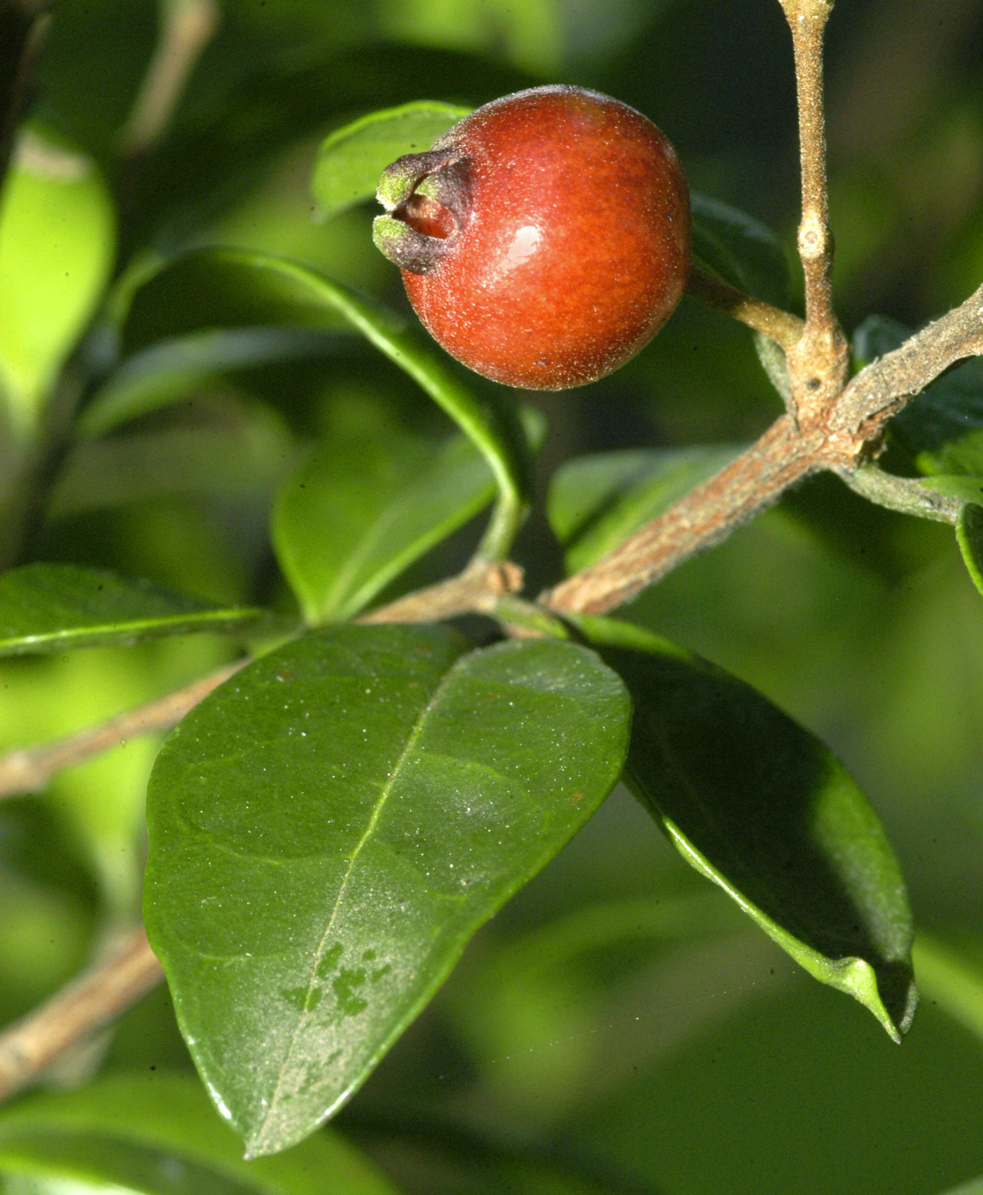 Gossia Fragrantissima 10.jpg