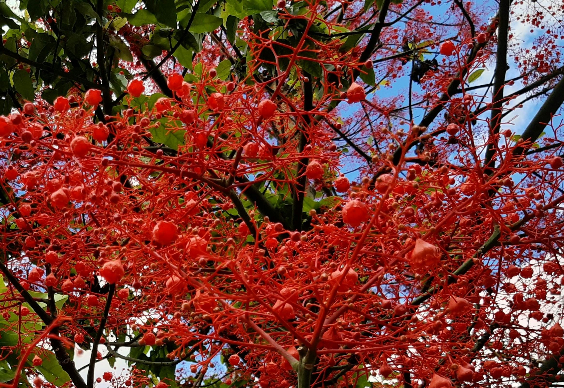 Red flame tree flowers with branches and green leaves in the background. 