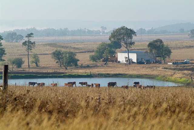 Cattle in the northern Basin