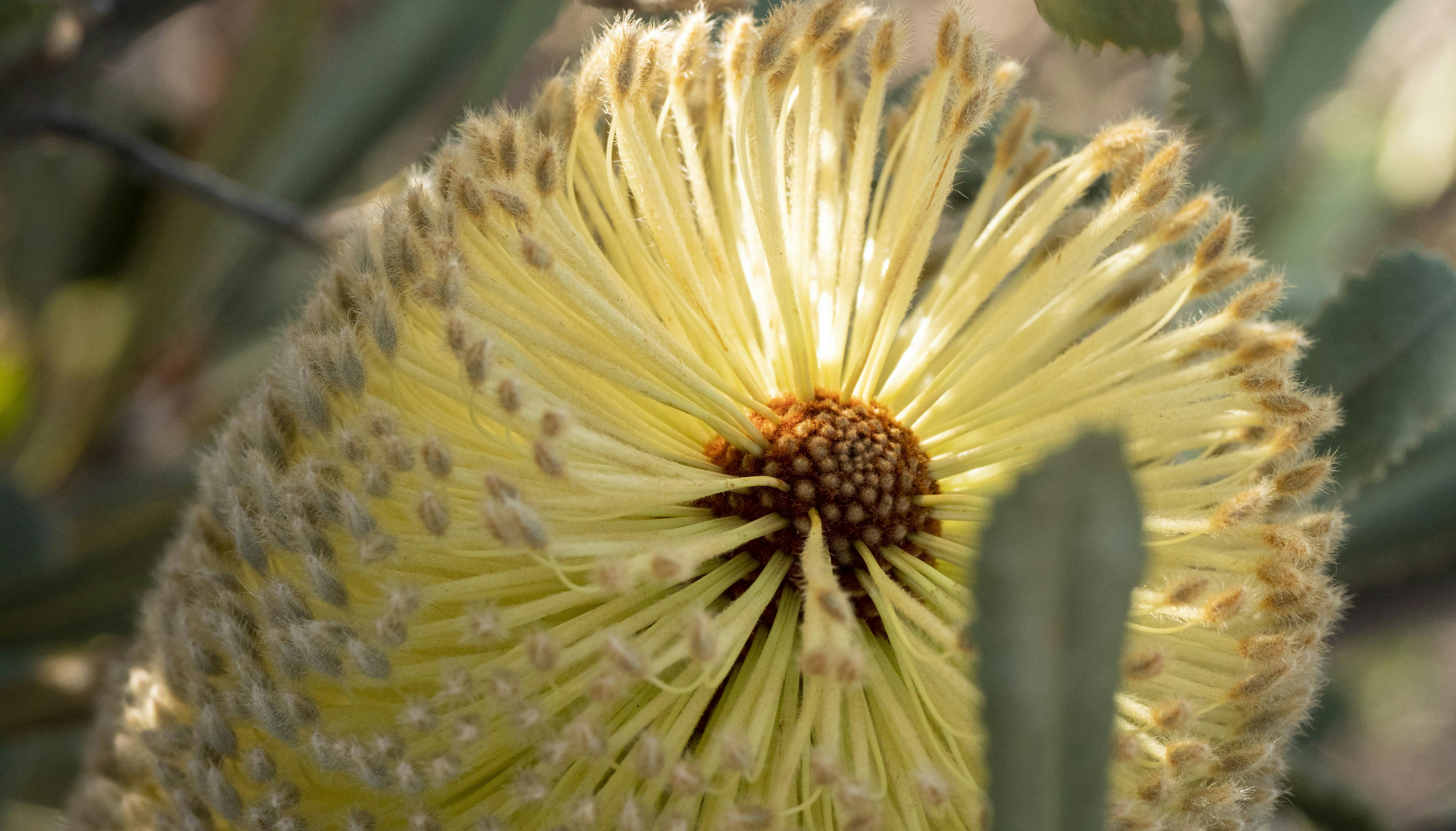 5 - Banksias need fire to open pods and release seed.jpg