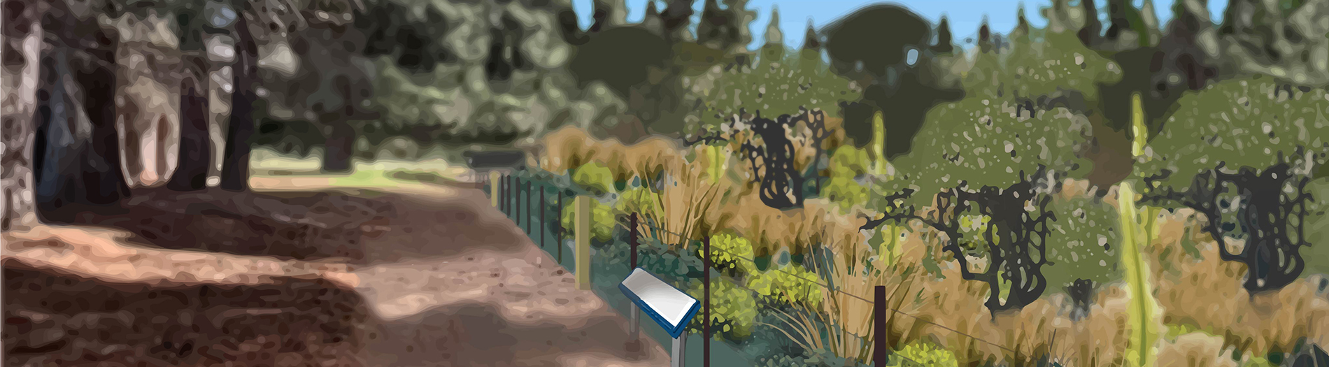 Artist's impression of a future native planting node at Lake Tekapo/Takapō Regional Park