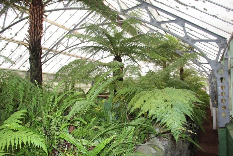 View of ferns inside conservatory