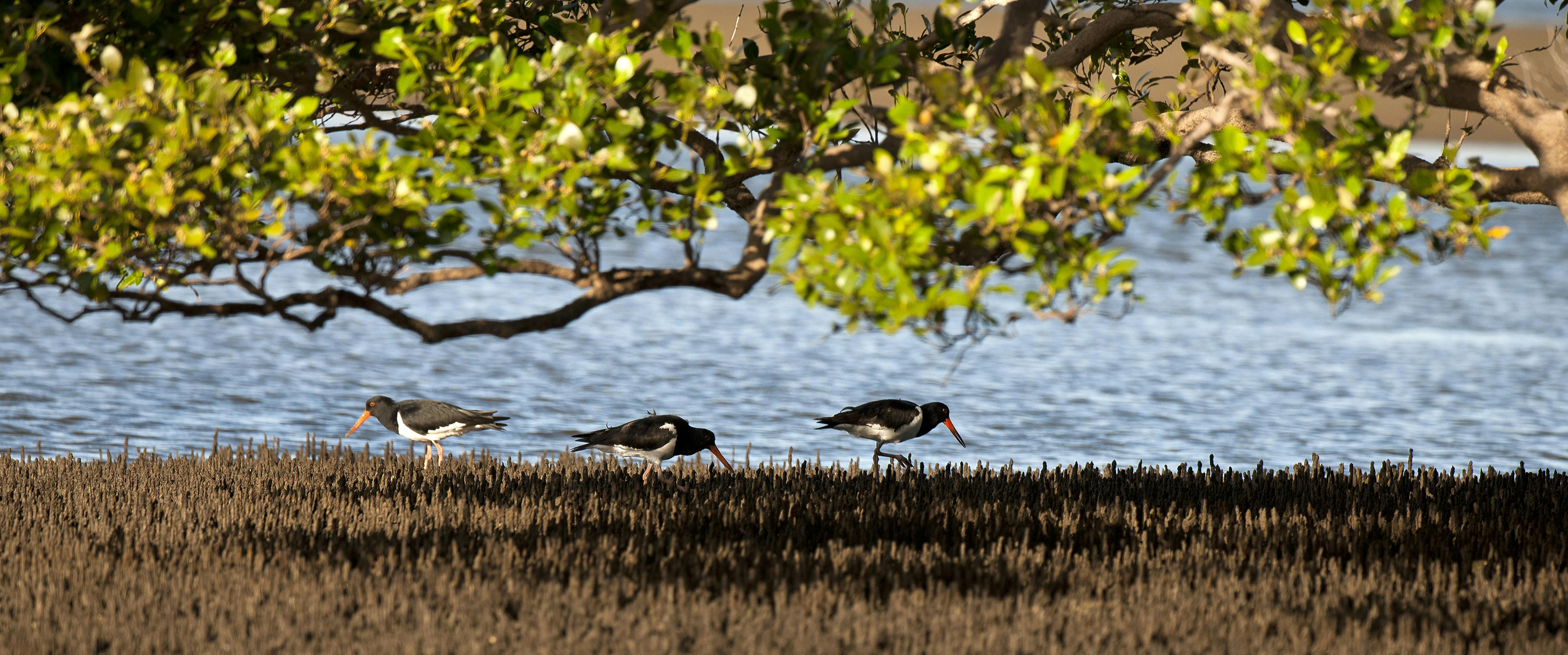 Animal Theme - Native egrets 