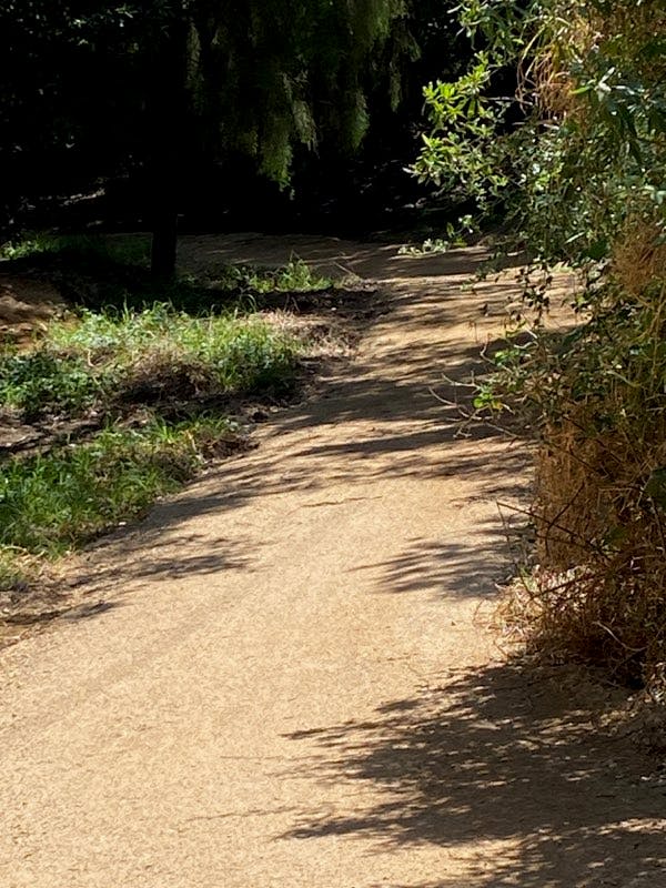 Jemmys Point Reserve to Point Road trail - 8 November 2023