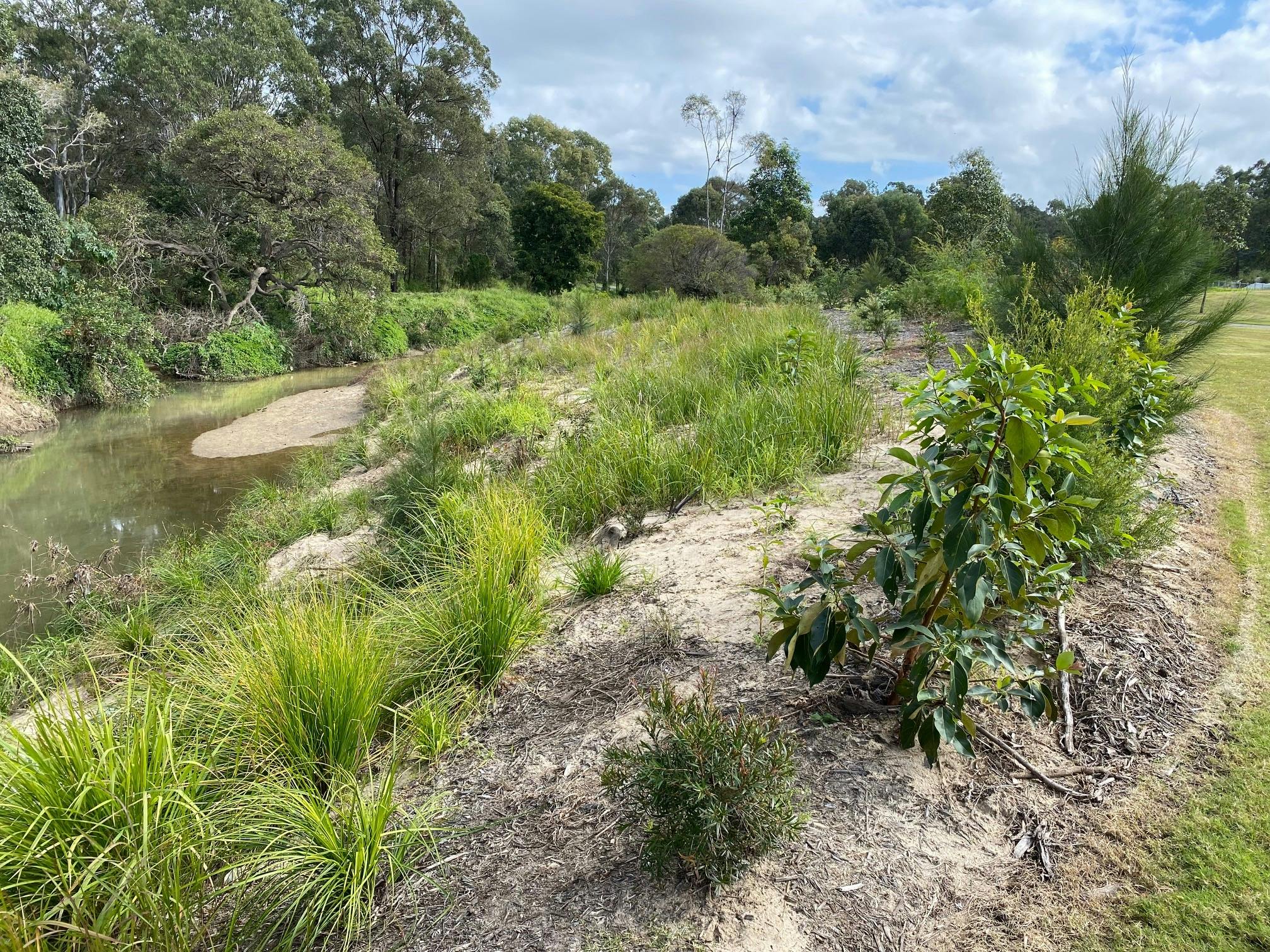 Downfall Creek - vegetation establishment in areas of the project completed during 2021