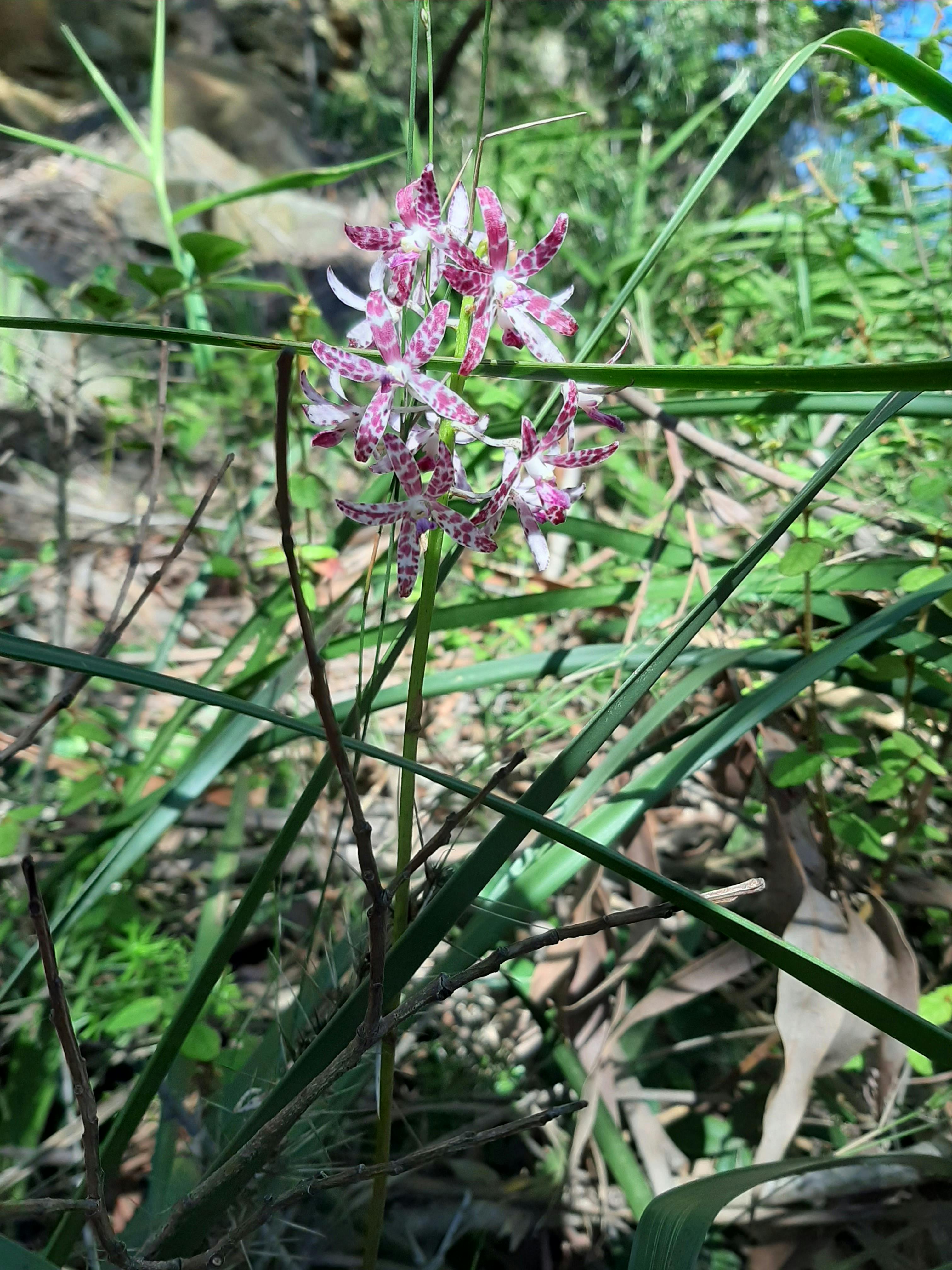 Orchid (Dipodium variegatum), Bald Face Reserve