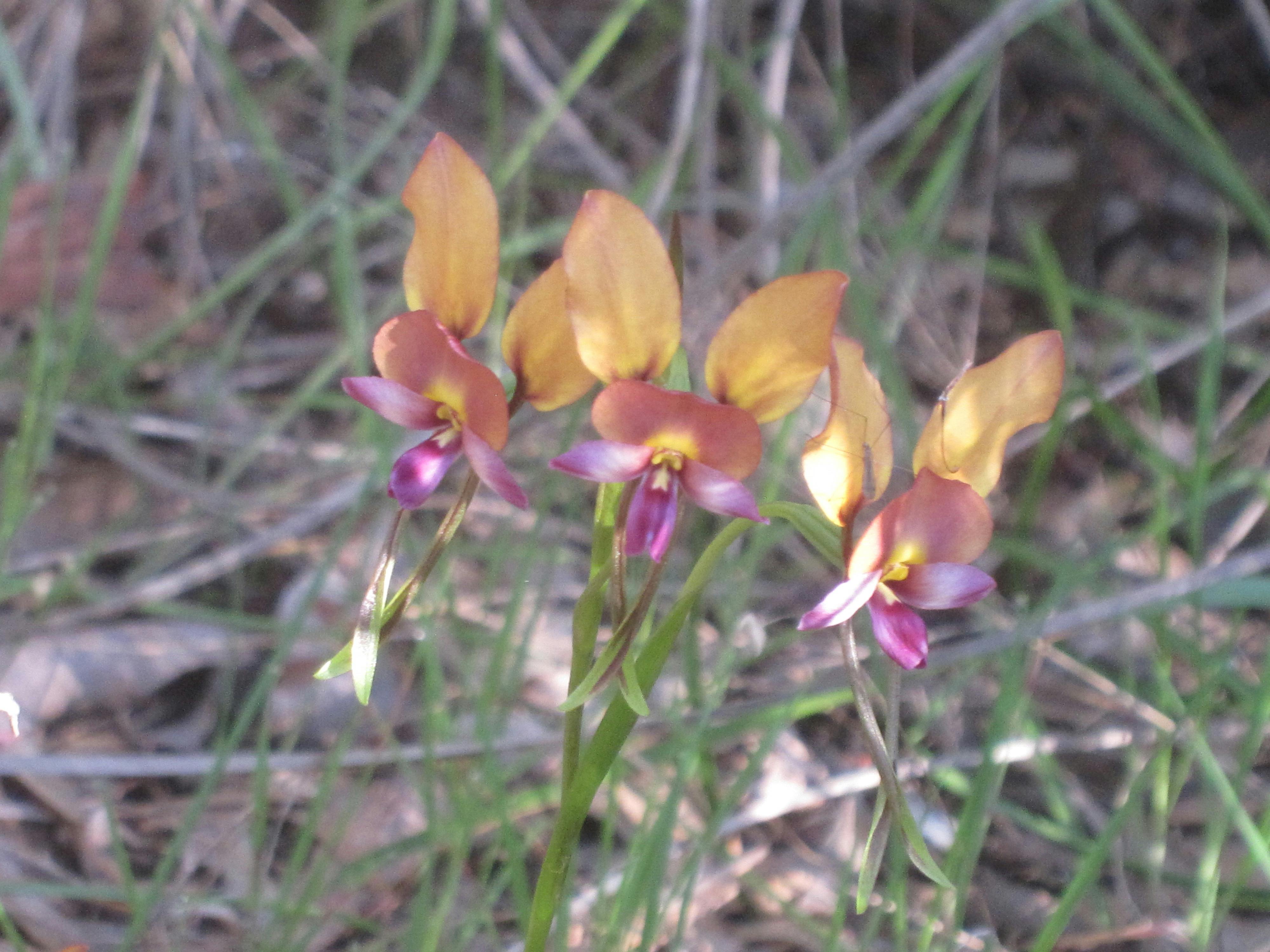 Native Orchids