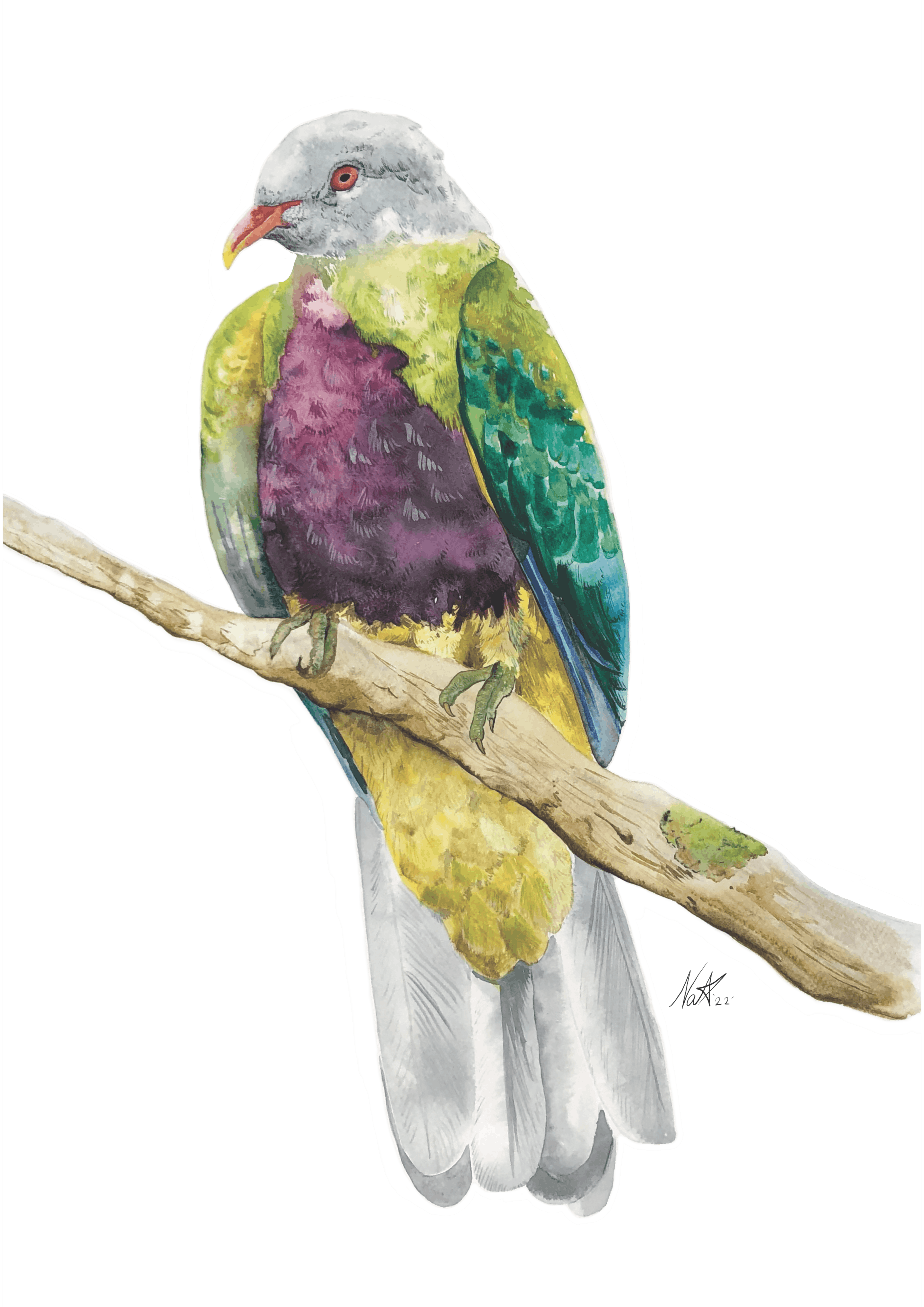 Wompoo Fruit Dove